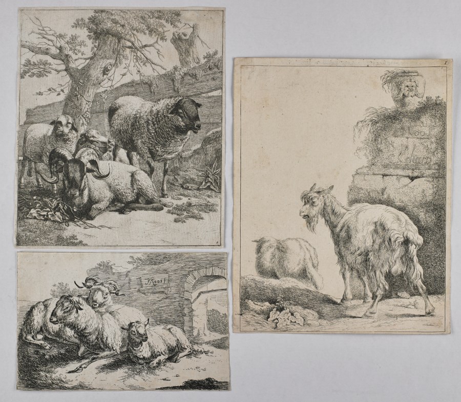 Gruppo di tre incisioni raffiguranti ovini. (Johann Heinrich Roos)