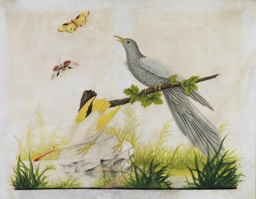 Birds. (Carlo Antonio Raineri)