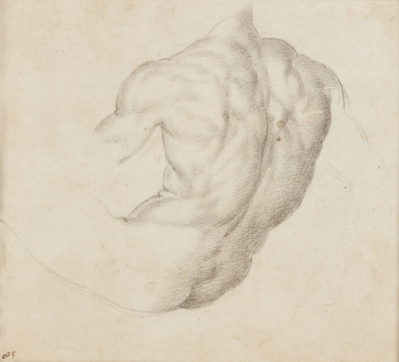 Male torso study ( Artista Del XVI-XVII Secolo)