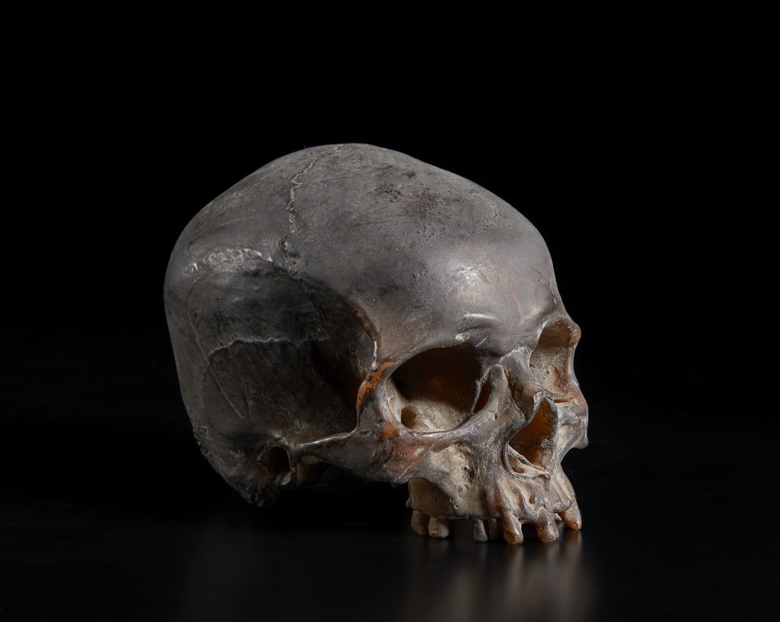 Cranio in cera
Italia, XIX(?) secolo  (. )